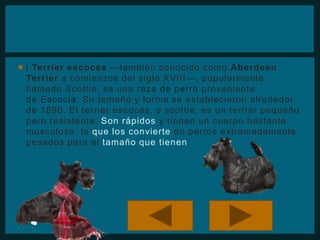  l Terrier escocés —también conocido como Aberdeen 
Terrier a comienzos del siglo XVIII—, popularmente 
llamado Scottie, es una raza de perro proveniente 
de Escocia. Su tamaño y forma se establecieron alrededor 
de 1890. El terrier escocés, o scottie, es un terrier pequeño 
pero resistente. Son rápidos y tienen un cuerpo bastante 
musculoso, lo que los convierte en perros extremadamente 
pesados para el tamaño que tienen. 
 