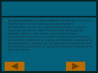  El pastor alemán u ovejero alemán (en aleman: Deutscher 
Schäferhund) es una raza canina que proviene 
de Alemania. La raza es relativamente nueva, ya que su 
origen se remonta a 1899. Forman parte del grupo de 
patoreo, debido a que fueron perros desarrollados 
originalmente para reunir y vigilar ovejas. Desde entonces, 
sin embargo, gracias a su fuerza, inteligencia, capacidad de 
entrenamiento y obediencia, los pastores alemanes de todo 
el mundo son a menudo la raza preferida para muchos otros 
tipos de trabajo 
 