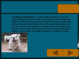 El Bulldog o bulldog inglés —en inglés: English Bulldog— es una raza 
canina originaria de Gran Bretaña, que inicialmente fue utilizada para 
apostar en peleas de perros durante el sigloXVII, aunque en 1835 esta 
práctica fue prohibida en Reino Unido. En la actualidad este perro es 
uno de los símbolos de Inglaterra. Su origen está en el «antiguo perro 
africano, kelb thal gliet, o perro de toros maltés: una raza importada a 
Inglaterra, que cruzada con antiguos mastines dio origen al antiguo 
bulldog inglés. 
 
