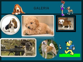 GALERIA 
