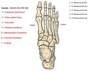 1 2 3 4 5 7 6 5 4 3 2 1 Medial Lateral 1 = 1 st  Metatarsal; Rt. foot 2 = 2 nd  Metatarsal; Rt. foot 3 = 3 rd  Metatarsal; Rt. foot 5 = 5 th  Metatarsal; Rt. foot 4 = 4 th  Metatarsal; Rt. foot 1 = Calcaneus (heel bone) 3 = Navicular 2 = Talus (ankle bone) 4 = Medial Cuneiform 5 = Intermediate Cuneiform 6 = Lateral Cuneiform 7 = Cuboid Tarsals  – dorsal view; Rt. foot 