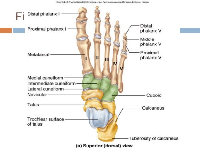 Foot Tarsal Anatomy
