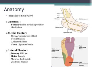 Anatomy
• Branches of tibial nerve
1. Calcaneal :
Sensory heel in medial & posterior
distribution
2. Medial Plantar :
Sensory medial sole of foot
Motor branch
Abductor hallucis
Flexor Digitorum brevis
3. Lateral Plantar :
Sensory fifth toe
Motor branch
Abductor digiti quinti
Quadratus Plantae
 
