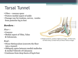 Tarsal Tunnel
• Fibro – osseous space
• Postero-medial aspect of ankle
• Passage way for tendons, nerves, vessles
from posterior leg to foot
Borders :
Floor :-
• Concave
• Medial aspect of Tibia, Talus
& Calcaneum.
Roof:-
• Flexor Retinaculum (converts the floor
into a tunnel)
• Obliquely spans between medial malleolus
& medial Tubercle of Calcaneus
• Continous from deep fascia of leg & foot
 