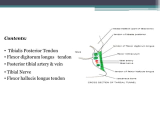 Contents:
• Tibialis Posterior Tendon
• Flexor digitorum longus tendon
• Posterior tibial artery & vein
• Tibial Nerve
• Flexor hallucis longus tendon
 
