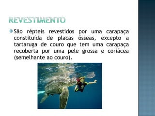 São répteis revestidos por uma carapaça constituída de placas ósseas, excepto a tartaruga de couro que tem uma carapaça recoberta por uma pele grossa e coriácea (semelhante ao couro). 
