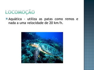 Aquática - utiliza as patas como remos e nada a uma velocidade de 20 km/h. 