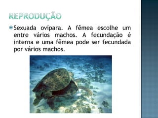 Sexuada ovípara. A fêmea escolhe um entre vários machos. A fecundação é interna e uma fêmea pode ser fecundada por vários machos.  