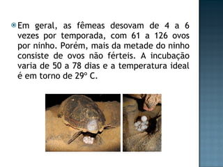Em geral, as fêmeas desovam de 4 a 6 vezes por temporada, com 61 a 126 ovos por ninho. Porém, mais da metade do ninho consiste de ovos não férteis. A incubação varia de 50 a 78 dias e a temperatura ideal é em torno de 29º C. 