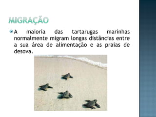 A maioria das tartarugas marinhas normalmente migram longas distâncias entre a sua área de alimentação e as praias de desova. 