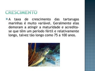 A taxa de crescimento das tartarugas marinhas é muito variável. Geralmente elas demoram a atingir a maturidade e acredita-se que têm um período fértil e relativamente longo, talvez tão longo como 75 a 100 anos. 