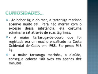 - Ao beber água do mar, a tartaruga marinha absorve muito sal. Para não morrer com o excesso dessa substância, ela costuma eliminar o sal através de suas lágrimas. - A maior tartaruga-de-couro que foi registada era um macho encalhado na Costa Ocidental de Gales em 1988. Ele pesou 916 kg. - A maior tartaruga marinha, a alaúde, consegue colocar 100 ovos em apenas dez minutos. 