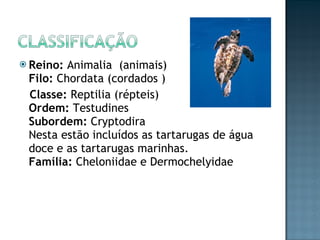 Reino:  Animalia  (animais) Filo:  Chordata (cordados ) Classe:  Reptilia (répteis) Ordem:  Testudines  Subordem:  Cryptodira Nesta estão incluídos as tartarugas de água doce e as tartarugas marinhas. Família:  Cheloniidae e Dermochelyidae  