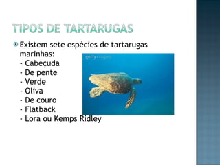 Existem sete espécies de tartarugas marinhas: - Cabeçuda - De pente - Verde - Oliva - De couro - Flatback - Lora ou Kemps Ridley 