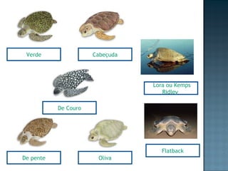 Verde Flatback Oliva De pente De Couro Cabeçuda Lora ou Kemps Ridley  