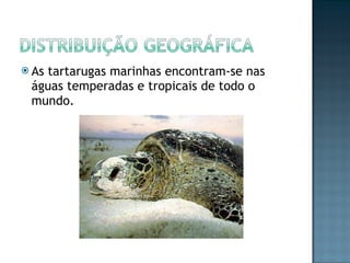 As tartarugas marinhas encontram-se nas águas temperadas e tropicais de todo o mundo. 