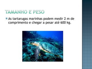 As tartarugas marinhas podem medir 2 m de comprimento e chegar a pesar até 600 kg. 