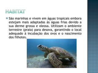 São marinhas e vivem em águas tropicais embora estejam mais adaptadas às águas frias devido a sua derme grossa e oleosa. Utilizam o ambiente terrestre (praia) para desova, garantindo o local adequado à incubação dos ovos e o nascimento dos filhotes.  