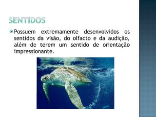 Possuem extremamente desenvolvidos os sentidos da visão, do olfacto e da audição, além de terem um sentido de orientação impressionante. 