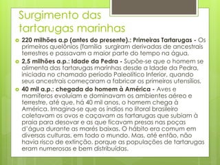 Surgimento das
tartarugas marinhas
 220 milhões a.p (antes do presente).: Primeiras Tartarugas - Os
primeiros quelônios (família surgiram derivadas de ancestrais
terrestres e passavam a maior parte do tempo na água.
 2,5 milhões a.p.: Idade da Pedra - Supõe-se que o homem se
alimenta das tartarugas marinhas desde a Idade da Pedra,
iniciada no chamado período Paleolítico Inferior, quando
seus ancestrais começaram a fabricar os primeiros utensílios.
 40 mil a.p.: chegada do homem à América - Aves e
mamíferos evoluíam e dominavam os ambientes aéreo e
terrestre, até que, há 40 mil anos, o homem chega à
América. Imagina-se que os índios no litoral brasileiro
coletavam os ovos e caçavam as tartarugas que subiam à
praia para desovar e as que ficavam presas nas poças
d’água durante as marés baixas. O hábito era comum em
diversas culturas, em todo o mundo. Mas, até então, não
havia risco de extinção. porque as populações de tartarugas
eram numerosas e bem distribuídas.
 
