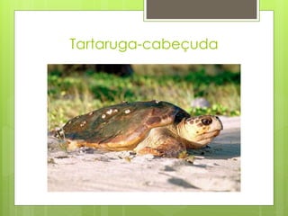 Tartaruga-cabeçuda
 