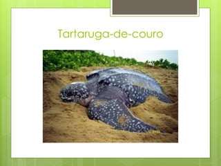 Tartaruga-de-couro
 