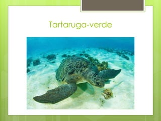 Tartaruga-verde
 