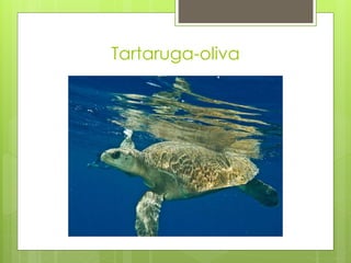 Tartaruga-oliva
 