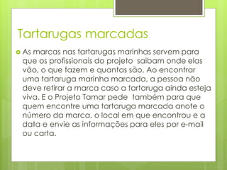 Tartarugas marcadas
 As marcas nas tartarugas marinhas servem para
que os profissionais do projeto saibam onde elas
vão, o que fazem e quantas são. Ao encontrar
uma tartaruga marinha marcada, a pessoa não
deve retirar a marca caso a tartaruga ainda esteja
viva. E o Projeto Tamar pede também para que
quem encontre uma tartaruga marcada anote o
número da marca, o local em que encontrou e a
data e envie as informações para eles por e-mail
ou carta.
 