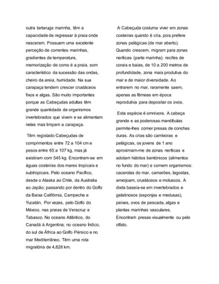 outra tartaruga marinha, têm a
capacidade de regressar à praia onde
nasceram. Possuem uma excelente
perceção de correntes marinhas,
gradientes de temperatura,
memorização de como é a praia, som
característico da sucessão das ondas,
cheiro da areia, humidade. Na sua
carapaça tendem crescer crustáceos
fixos e algas. São muito importantes
porque as Cabeçudas adultas têm
grande quantidade de organismos
invertebrados que vivem e se alimentam
nelas mas limpam a carapaça.
Têm registado Cabeçudas de
comprimentos entre 72 a 104 cm e
pesos entre 65 a 107 kg, mas já
existiram com 545 kg. Encontram-se em
águas costeiras dos mares tropicais e
subtropicais. Pelo oceano Pacífico,
desde o Alaska ao Chile, da Australia
ao Japão; passando por dentro do Golfo
da Baixa Califórnia, Campeche e
Yucatán. Por vezes, pelo Golfo do
México, nas praias de Veracruz e
Tabasco. No oceano Atlântico, do
Canadá à Argentina; no oceano Índico,
do sul de África ao Golfo Pérsico e no
mar Mediterrâneo. Têm uma rota
migratória de 4,828 km.
A Cabeçuda costuma viver em zonas
costeiras quando é cria, pois prefere
zonas pelágicas (de mar aberto).
Quando crescem, migram para zonas
neríticas (parte marinha): recifes de
corais e baias, de 10 a 200 metros de
profundidade, zona mais produtiva do
mar e de maior diversidade. Ao
entrarem no mar, raramente saem,
apenas as fêmeas em época
reprodutiva para depositar os ovos.
Esta espécie é omnivora. A cabeça
grande e as poderosas mandíbulas
permite-lhes comer presas de conchas
duras. As crias são carnívoras e
pelágicas, os jovens de 1 ano
aproximam-me de zonas neríticas e
adotam hábitos bentónicos (alimentos
no fundo do mar) e comem organismos:
cacerolas do mar, camarões, lagostas,
ameijoam, crustáceos e moluscos. A
dieta baseia-se em invertebrados e
gelatinosos (esponjas e medusas),
peixes, ovos de pescada, algas e
plantas marinhas vasculares.
Encontram presas visualmente ou pelo
olfato.
 