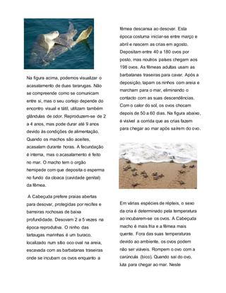 Na figura acima, podemos visualizar o
acasalamento de duas tararugas. Não
se compreende como se comunicam
entre si, mas o seu cortejo depende do
encontro visual e tátil, utilizam também
glândulas de odor. Reproduzem-se de 2
a 4 anos, mas pode durar até 9 anos
devido às condições de alimentação.
Quando os machos são aceites,
acasalam durante horas. A fecundação
é interna, mas o acasalamento é feito
no mar. O macho tem o orgão
hemipede com que deposita o esperma
no fundo da cloaca (cavidade genital)
da fêmea.
A Cabeçuda prefere praias abertas
para desovar, protegidas por recifes e
barreiras rochosas de baixa
profundidade. Desovam 2 a 5 vezes na
época reprodutiva. O ninho das
tartaugas marinhas é um buraco,
localizado num sítio oco oval na areia,
escavada com as barbatanas traseiras
onde se incubam os ovos enquanto a
fêmea descansa ao desovar. Esta
época costuma iniciar-se entre março e
abril e nascem as crias em agosto.
Depositam entre 40 a 180 ovos por
posto, mas noutros países chegam aos
198 ovos. As fêmeas adultas usam as
barbatanas traseiras para cavar. Após a
deposição, tapam os ninhos com areia e
marcham para o mar, eliminando o
contacto com as suas descendências.
Com o calor do sol, os ovos chocam
depois de 50 a 60 dias. Na figura abaixo,
é visível a corrida que as crias fazem
para chegar ao mar após saírem do ovo.
Em várias espécies de répteis, o sexo
da cria é determinado pela temperatura
ao incubarem-se os ovos. A Cabeçuda
macho é mais fria e a fêmea mais
quente. Fora das suas temperaturas
devido ao ambiente, os ovos podem
não ser viáveis. Rompem o ovo com a
carúncula (bico). Quando sai do ovo,
luta para chegar ao mar. Neste
 