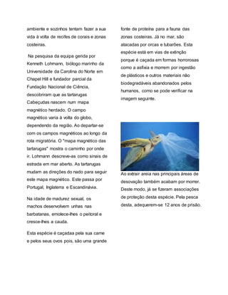 ambiente e sozinhos tentam fazer a sua
vida à volta de recifes de corais e zonas
costeiras.
Na pesquisa da equipa gerida por
Kenneth Lohmann, biólogo marinho da
Universidade da Carolina do Norte em
Chapel Hill e fundador parcial da
Fundação Nacional de Ciência,
descobriram que as tartarugas
Cabeçudas nascem num mapa
magnético herdado. O campo
magnético varia à volta do globo,
dependendo da região. Ao departar-se
com os campos magnéticos ao longo da
rota migratória. O "mapa magnético das
tartarugas" mostra o caminho por onde
ir. Lohmann descreve-as como sinais de
estrada em mar aberto. As tartarugas
mudam as direções do nado para seguir
este mapa magnético. Este passa por
Portugal, Inglaterra e Escandinávia.
Na idade de madurez sexual, os
machos desenvolvem unhas nas
barbatanas, emolece-lhes o peitoral e
cresce-lhes a cauda.
Esta espécie é caçadaa pela sua carne
e pelos seus ovos pois, são uma grande
fonte de proteína para a fauna das
zonas costeiras. Já no mar, são
atacadas por orcas e tubarões. Esta
espécie está em vias de extinção
porque é caçada em formas horrorosas
como a asfixia e morrem por ingestão
de plásticos e outros materiais não
biodegradáveis abandonados pelos
humanos, como se pode verificar na
imagem seguinte.
Ao extrair areia nas principais áreas de
desovação também acabam por morrer.
Deste modo, já se fizeram associações
de proteção desta espécie. Pela pesca
desta, adequerem-se 12 anos de prisão.
 