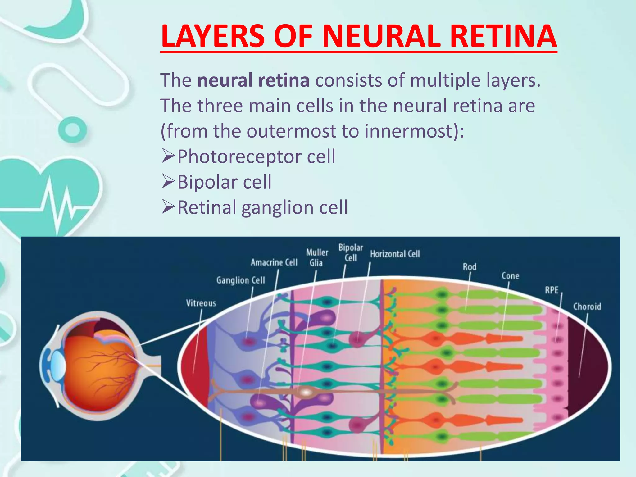Retinal Vision retina and role in vision | PPTX