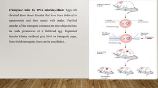 Formation of Transgenic Mice Presentation | PPTX