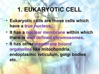 1. EUKARYOTIC CELL
• Eukaryotic cells are those cells which
have a true nucleus.
• It has a nuclear membrane within which
there is well defined chromosomes.
• It has other membrane bound
organelles like mitochondria,
endoplasmic reticulum, golgi bodies
etc.
 