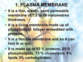 1. PLASMA MEMBRANE
• It is a thin, elastic, semi permeable
membrane of 7.5 to 10 nanometres
thickness.
• It is a living membrane made up of
phospholipid bilayer embedded with
proteins.
• It is a flexible membrane and so it can
fold in or out.
• It is made up of 55 % proteins, 25 %
phospholipids, 13 % cholesterol, 4%
lipids 3% carbohydrates.
 