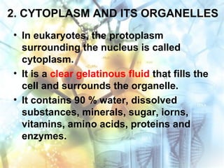 2. CYTOPLASM AND ITS ORGANELLES
• In eukaryotes, the protoplasm
surrounding the nucleus is called
cytoplasm.
• It is a clear gelatinous fluid that fills the
cell and surrounds the organelle.
• It contains 90 % water, dissolved
substances, minerals, sugar, iorns,
vitamins, amino acids, proteins and
enzymes.
 