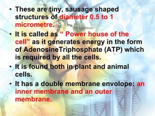• These are tiny, sausage shaped
structures of diameter 0.5 to 1
micrometre.
• It is called as “ Power house of the
cell” as it generates energy in the form
of AdenosineTriphosphate (ATP) which
is required by all the cells.
• It is found both in plant and animal
cells.
• It has a double membrane envolope: an
inner membrane and an outer
membrane.
 