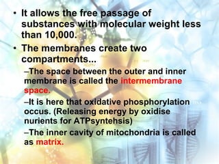 • It allows the free passage of
substances with molecular weight less
than 10,000.
• The membranes create two
compartments...
–The space between the outer and inner
membrane is called the intermembrane
space.
–It is here that oxidative phosphorylation
occus. (Releasing energy by oxidise
nurients for ATPsyntehsis)
–The inner cavity of mitochondria is called
as matrix.
 