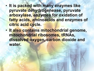 • It is packed with many enzymes like
pyruvate dehydrogenease, pyruvate
arboxylase, enzymes for oxidation of
fatty acids, aminoacids and enzymes of
citric acid cycle.
• It also contains mitochondrial genome,
mitochondrial ribosomes, tRNAs,
dissolved oxygen, carbon dioxide and
water.
 