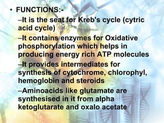 • FUNCTIONS:-
–It is the seat for Kreb's cycle (cytric
acid cycle)
–It contains enzymes for Oxidative
phosphorylation which helps in
producing energy rich ATP molecules
–It provides intermediates for
synthesis of cytochrome, chlorophyl,
hemoglobin and steroids
–Aminoacids like glutamate are
synthesised in it from alpha
ketoglutarate and oxalo acetate
 
