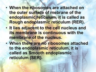• When the ribosomes are attached on
the outer surface of mebrane of the
endoplasmic reticulum, it is called as
Rough endoplasmic reticulum (RER).
• It lies adjacent to the cell nucleus and
its membrane is continuous with the
membrane of the nucleus.
• When there are no ribosomes attached
to the endoplasmic reticulum, it is
called as Smooth endoplasmic
reticulum (SER).
 