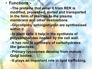 • Functions:-
–The proteins that enter it from RER is
modified, processed, sorted and transported
in the form of vesicles to the plasma
membrane and other destinations.
–Glycolipids, sphingomyelin are synthesised
within it.
–In plant cells it help in the synthesis of
polysaccharides needed by the cell wall.
–It has role in synthesis of carbohydrates
like galactose.
–Primary lysosomes develop from mature
Golgi bodies.
–It plays an important role in lipid trafficking.
 