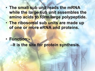 • The small sub unit reads the mRNA
while the large sub unit assembles the
amino acids to form large polypeptide.
• The ribosomal sub units are made up
of one or more eRNA and proteins.
• Function:-
–It is the site for protein synthesis.
 