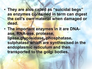 • They are also called as “suicidal begs”
as enzymes contained in term can digest
the cell's own material when damaged or
dead.
• The important enzymes in it are DNA-
ase, RNA-ase, protease,
lipase,glycosidase, phosphatase,
sulphatase which are synthesised in the
endoplasmic reticulum and then
transported to the golgi bodies.
 