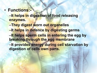 • Functions:-
–It helps in digestion of food releasing
enzymes.
–They digest worn out organelles
–It helps in defence by digesting germs
–It helps sperm cells in entering the egg by
breaking through the egg membrane
–It provides energy during cell starvation by
digestion of cells own parts.
 