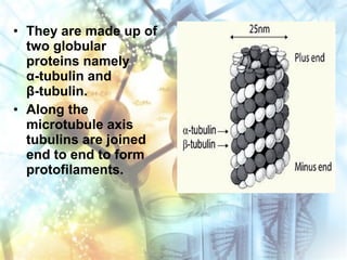 • They are made up of
two globular
proteins namely
α-tubulin and
β-tubulin.
• Along the
microtubule axis
tubulins are joined
end to end to form
protofilaments.
 