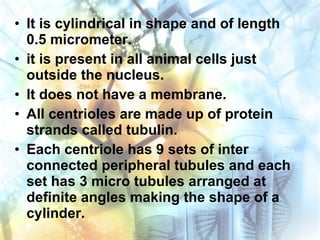 • It is cylindrical in shape and of length
0.5 micrometer.
• it is present in all animal cells just
outside the nucleus.
• It does not have a membrane.
• All centrioles are made up of protein
strands called tubulin.
• Each centriole has 9 sets of inter
connected peripheral tubules and each
set has 3 micro tubules arranged at
definite angles making the shape of a
cylinder.
 