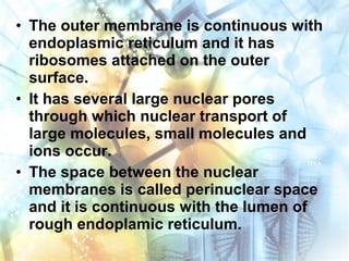 • The outer membrane is continuous with
endoplasmic reticulum and it has
ribosomes attached on the outer
surface.
• It has several large nuclear pores
through which nuclear transport of
large molecules, small molecules and
ions occur.
• The space between the nuclear
membranes is called perinuclear space
and it is continuous with the lumen of
rough endoplamic reticulum.
 