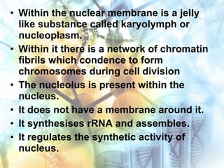 • Within the nuclear membrane is a jelly
like substance called karyolymph or
nucleoplasm.
• Within it there is a network of chromatin
fibrils which condence to form
chromosomes during cell division
• The nucleolus is present within the
nucleus.
• It does not have a membrane around it.
• It synthesises rRNA and assembles.
• It regulates the synthetic activity of
nucleus.
 
